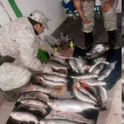 Con los controles pretenden preservar el ecosistema y garantizar la sustentabilidad de la fauna ictícola en los cursos de agua del país.