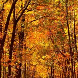 Se espera un otoño con mañanas frías y tardes frescas,