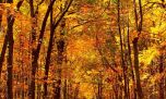 Otoño 2025: ¿qué día y a qué hora comienza en la Argentina?