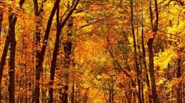 2003_otoño