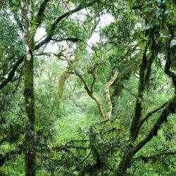 Los bosques cubren un tercio de la superficie terrestre y funcionan como el pulmón del mundo.
