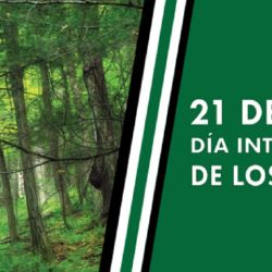 Los bosques cubren un tercio de la superficie terrestre y funcionan como el pulmón del mundo.