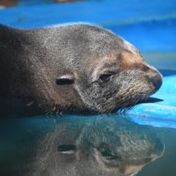 Tras ser rehabilitado en la Fundación Mundo Marino, el lobo marino regresó al mar. 