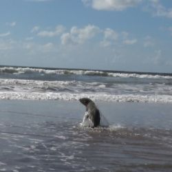 Tras ser rehabilitado en la Fundación Mundo Marino, el lobo marino regresó al mar. 