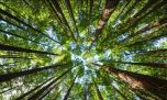 Día Internacional de los Bosques: advierten sobre el grave impacto que ocasiona su pérdida en la crisis climática