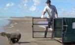 Regresó al mar un lobo marino rescatado con una herida cortante en su cuello