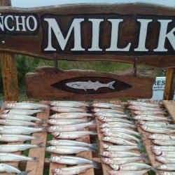 Se pesca viernes, sábado y domingo. A flote tanto anclado como gareteando, según el día, con peje medianito de 25 a 30 cm y alguna excepción de mejor talla. Se da con bajadas de 20 a 30 cm.