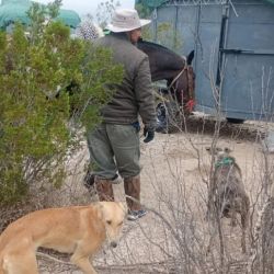Los perros galgos quedaron bajo tenencia judicial.
