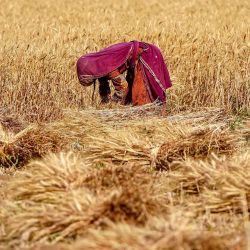 Una agricultora con velo cosecha trigo en un pueblo a las afueras de Ajmer. Foto de Himanshu SHARMA / AFP | Foto:AFP