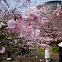 La gente admira los cerezos en flor en una calle de Tokio. Foto de Kazuhiro NOGI / AFP | Foto:AFP