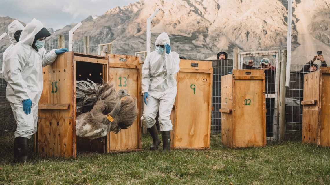 In the first international translocation of wild species for release in the Southern Cone, Rewilding Argentina and Rewilding Chile, offspring organizations of Tompkins Conservation, have brought 15 Darwin’s rheas across the Andes from Patagonia Park, Argentina to Patagonia National Park, Chile in order to restore depleted populations of this endemic species.