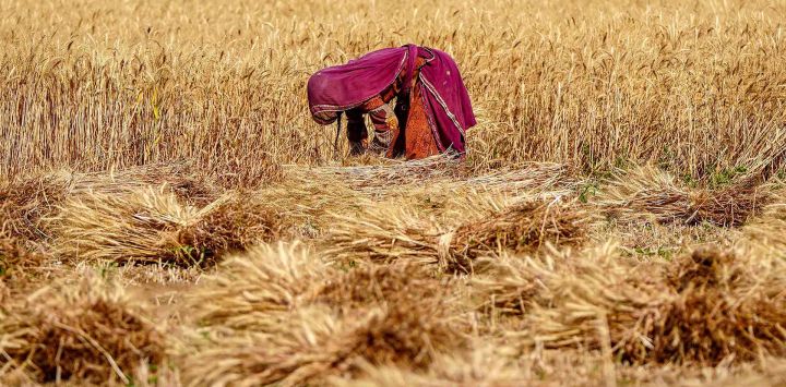 Una agricultora con velo cosecha trigo en un pueblo a las afueras de Ajmer. Foto de Himanshu SHARMA / AFP
