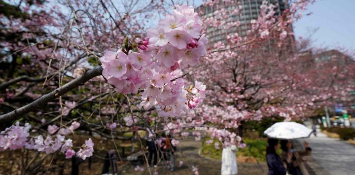 La gente admira los cerezos en flor en una calle de Tokio. Foto de Kazuhiro NOGI / AFP