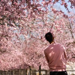  Un hombre se encuentra bajo los cerezos en flor en los jardines de la Reggia de Venaria Reale, cerca de Turín. Foto de MARCO BERTORELLO / AFP | Foto:AFP