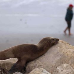 Un león marino de California, posiblemente intoxicado con ácido domoico, yace en un muro de playa en Santa Bárbara, California. Foto de David Swanson / AFP | Foto:AFP