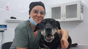 En Uruguay aplicaron un marcapasos a un perro.