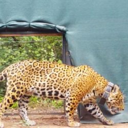 Es la primera vez que un jaguar nacido en estado salvaje es trasladado para iniciativas de conservación.