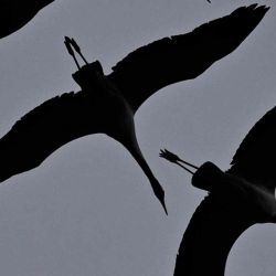 Tres grúas se ven volando en el cielo cerca de Eberswalde, en el este de Alemania. Foto de RALF HIRSCHBERGER / AFP | Foto:AFP