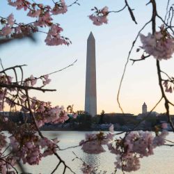  Los visitantes contemplan el amanecer sobre los cerezos en flor en la Cuenca Tidal en Washington, D. C. Foto de Kayla Bartkowski / AFP | Foto:AFP