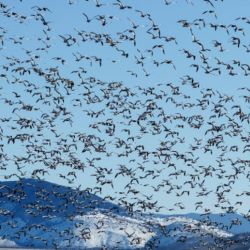 Tierra del Fuego despide a las aves playeras migratorias.