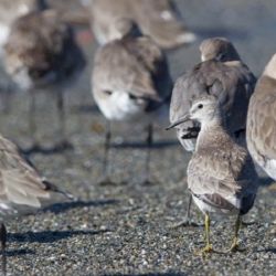 Todos los años, cientos de estas especies visitan las costas de Tierra del Fuego para descansar, alimentarse y reproducirse,