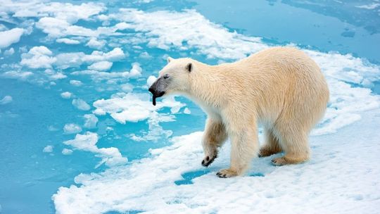 Oso Polar