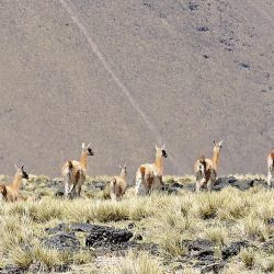 Salinas de Llancanelo, la Payunia, Poti Malal y Real del Pehuenche fueron solo algunos de los sitios recorridos en la travesía de Mainumby4x4.