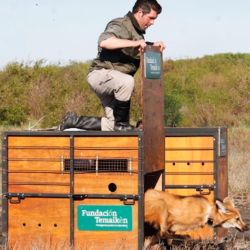 En estos 25 años, el centro de rescate de la Fundación ha recibido más de 16.000 animales silvestres