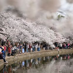 Visitantes observan cerezos en flor a lo largo de la Cuenca Tidal en Washington, D.C. | Foto:DREW ANGERER / AFP