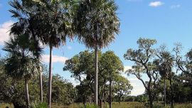 El Gran Chaco puede equilibrar el crecimiento económico con la conservación ambiental,