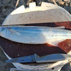 A juzgar por los resultados de pesca deportiva en el mar, y pese a la etapa de transición que siempre dificulta la faena, la noticia es que cuando las condiciones del tiempo lo permiten y el mar está “pescable”, pueden hacerse muy buenas capturas.