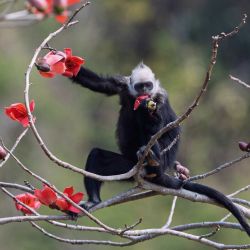Imagen de un langur de cabeza blanca comiendo una flor de algodón de seda en una reserva natural nacional, en el distrito de Jiangzhou, en la ciudad de Chongzuo, en el sur de China. Las flores de algodón de seda de la reserva están en plena floración. | Foto:Xinhua/Qiu Lingling