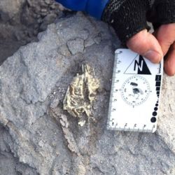 Los restos fósiles fueron encontrados en plena puna catamarqueña.el