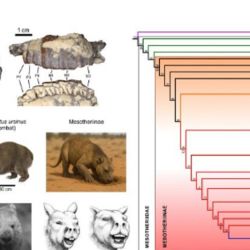 A la izquierda, fotografías del ejemplar encontrado en la puna de Catamarca (arriba) e imágenes del plan corporal y el rostro de un carpincho, un wombat y un mesotérido (abajo) donde se destacan las similitudes