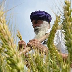 Un agricultor inspecciona un cultivo de trigo en su campo a las afueras de Amritsar, India. | Foto:Narinder Nanu / AFP