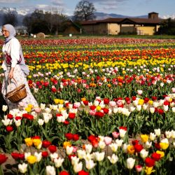 Un visitante camina en un campo de tulipanes en la granja "Agriturismo Cascina DUC", en Grugliasco, cerca de Turín, Italia. | Foto:MARCO BERTORELLO / AFP