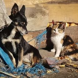 Millones de perros y gatos viven en situación de calle en el mundo.
