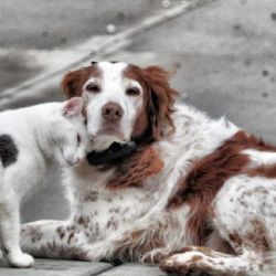 La castración es una gran herramienta para combatir el abandono de mascotas.