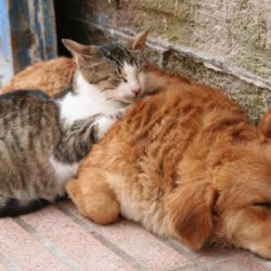 l Día Internacional de los Animales Callejeros es una cita solidaria con la que millones de amantes de los animales quieren frenar el desamparo de los más de 600 millones de canes y felinos que malviven en las calles de todo el mund