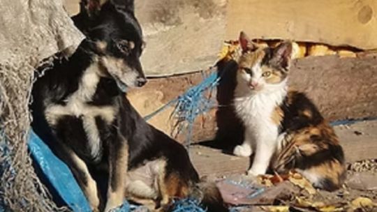 Chaco debate una licencia laboral para cuidar mascotas enfermas y por su fallecimiento