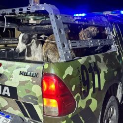 El conductor de la camioneta llevaba galgos en la parte trasera del vehículo.