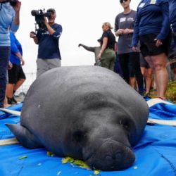 Los manatíes se encuenran en peligro de extinción.