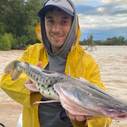 El río se mantiene muy sucio lo que obliga a pescar con carnada, siendo imposible la chance de los señuelos. La nocturna está entregando muy buenos resultados, con variados cebos. Están usando cascarudo, sábalo tanto en filet como trozos, y la siempre presente anguila. 