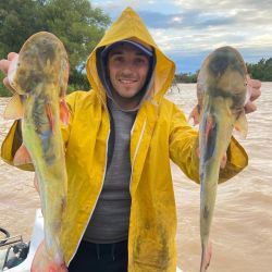 El río se mantiene muy sucio lo que obliga a pescar con carnada, siendo imposible la chance de los señuelos. La nocturna está entregando muy buenos resultados, con variados cebos. Están usando cascarudo, sábalo tanto en filet como trozos, y la siempre presente anguila. 