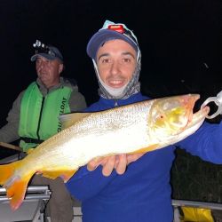 El río se mantiene muy sucio lo que obliga a pescar con carnada, siendo imposible la chance de los señuelos. La nocturna está entregando muy buenos resultados, con variados cebos. Están usando cascarudo, sábalo tanto en filet como trozos, y la siempre presente anguila. 