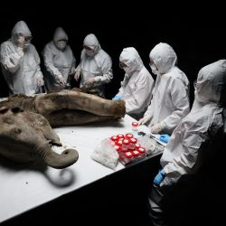 Científicos realizan la necropsia de la cría de mamut de 50.000 años, apodada "Yana", en la Universidad Federal del Noreste de Yakutsk. | Foto:STRINGER / AFP