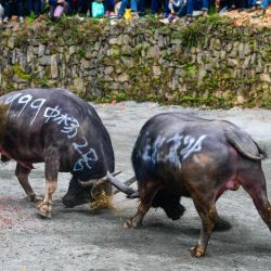 Toros peleando durante un evento de corrida de toros folclórico para celebrar el Festival de Guzang, en la aldea de Dongzhuang, en el distrito de Jinping de la provincia de Guizhou, en el suroeste de China. | Foto:Xinhua/Yang Wenbin