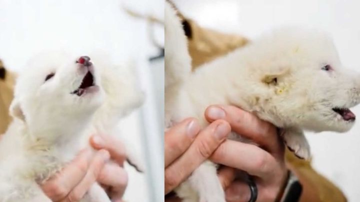 La desextinción ya es una realidad, este momento marca el inicio de una nueva era en la biodiversidad y la restauración ecológica, damas y caballeros, lobo terrible ha regresado oficialmente después de 10,000 años, somos realmente afortunados de poder vivir este momento, esto es un paso enorme para la raza humana.