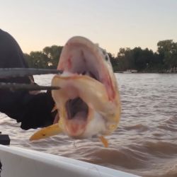 El biólogo observó una incidencia, aunque no alta, de malformaciones en los peces del río Paraná, destacando la frecuente curvatura de la cabeza en los surubíes.