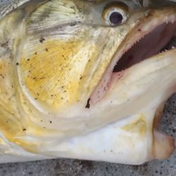 El biólogo observó una incidencia, aunque no alta, de malformaciones en los peces del río Paraná, destacando la frecuente curvatura de la cabeza en los surubíes.